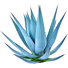 Blue agave aloe vera isolated on transparent background. Generative AI. 