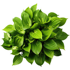 Wall Mural - Hosta isolated on transparent background. Generative AI