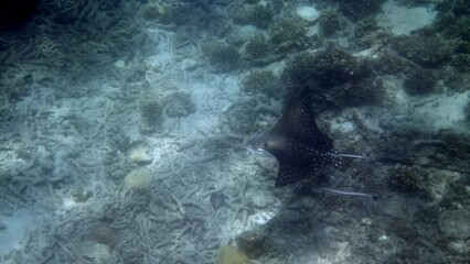 Wall Mural - Embark on an unforgettable diving adventure in Koh Tao, Thailand with spotted eagle rays. Discover the hidden treasures of the ocean and immerse yourself in its beauty.