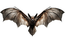 Bat Isolated On White Background