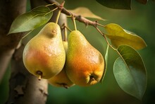 Closeup Of Pears On Tree Limb With Foliage In Background. Generative AI