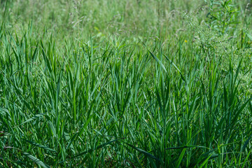 Tall green grass