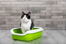 The Cat Is Sitting In A Litter Box On The Floor In A Room With Gray Brick Walls. Toilet For Pets. Animal Care. Cat Tray. The Cat Is In The Toilet. Place For Text.Copy Space.