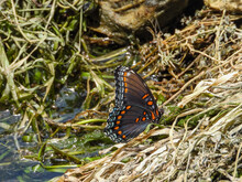 Red-spotted Purple Brush-footed Butterfly