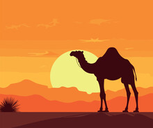 Camel And Walking In Sunset View Vector, Silhouette Of A Camel Caravan With Camel In The Desert On Mountains, Vector Illustration