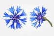 Set with beautiful realistic blue cornflowers on white background. Top and side view. Vector illustration