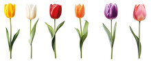 Row Of Colourful Tulips Isolated On Transparent Background