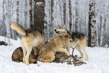 Grey Wolves (Canis Lupus) Pile Together On Top Of White Tail Buck Carcass Winter