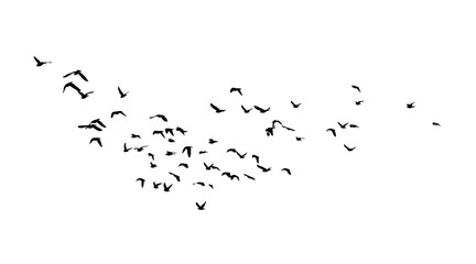 A flock of flying birds. Vector illustration