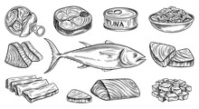 Sketch With Sea Tuna Set. Outline Delicious Healthy Fish Fillet And Canned Food For Menus And Market. Retro Seafood And Organic Product. Hand Drawn Vector Collection Isolated On White Background