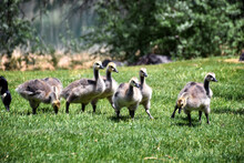 Canadian Geese Family, Parents With Goslings At The Lake Shore At Shoshone Waterfall Twin Falls Idaho, USA