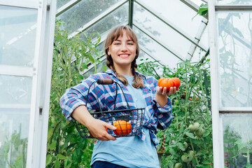 Young smiling woman holding ripe red beef tomato, just picked in green house. Harvest of tomatoes. Urban farming lifestyle. Growing organic vegetables in garden. The concept of food self-sufficiency.