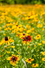 Wall Mural - yellow flower field