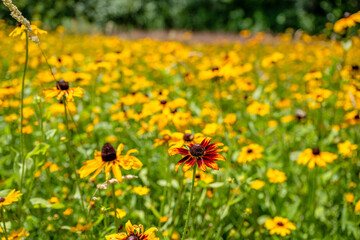 Wall Mural - yellow flower field