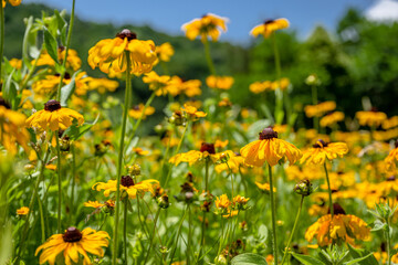 Sticker - yellow flower field