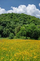 Sticker - yellow flower field