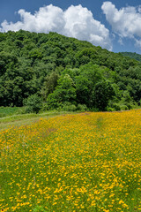 Wall Mural - yellow flower field