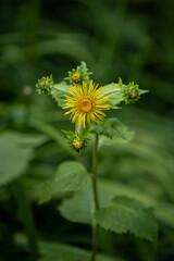 Wall Mural - Decorative carousel, yellow flowers on a plant.