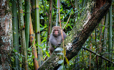 Formosan rock macaque