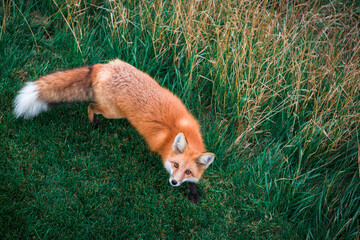 fox from above