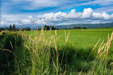 A green hay field with irrigation sprinklers, hood River Oregon