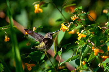 Canvas Print - Hummingbird visiting jewel flower