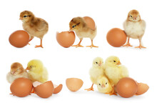 Collage With Small Cute Baby Chickens And Eggs Isolated On White