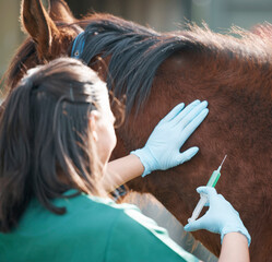 Sticker - Hands, horse and injection with a vet on a farm for the treatment or cure of an animal disease. Healthcare, medical and sustainability with a female doctor working on a ranch for veterinary insurance