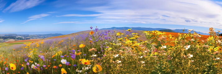Wall Mural -   beautiful wild field with flowers ,blue sky and mountains on horizon,nature landscape