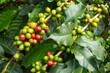 Organic coffee plant with green, red and yellow beans