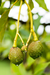 Persea americana - unripe small hass avocado on tree