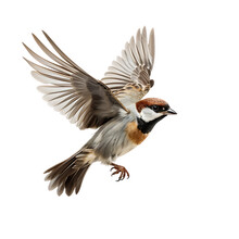 Beautiful Sparrow Bird On Transparent Background