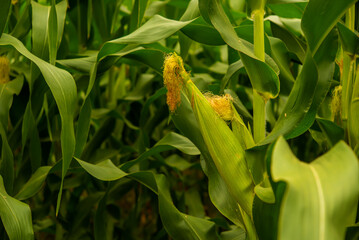 Wall Mural - Close-up glimpse of lush corn reveals nature's artistry in the delicately arranged rows and the promising.