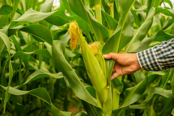 Wall Mural - Farmer's hands exude gentleness as he delicately hold the lush corn, aware of the responsibility to nurture and protect his valuable crop.