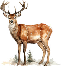 Reindeer Isolated On White Watercolor Vector Illustration