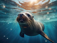 Seal, Animal, Mammal, Sea, Water, Sea Lion, Lion, Ocean, Wildlife, Nature, Marine, Fur, Zoo, Cute, Whiskers, Sealion, Wild, Pup, California, Seals, Wet