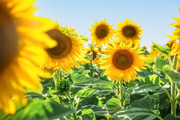 Wall Mural - Beautiful blooming sunflowers on blue sky background, closeup