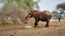 Elephant Drinking Water Slow Motion 01