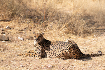 Wall Mural - cheetah in the African savannah waiting for prey Namibia.