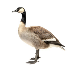 canadian goose, wild bird, bird watching, realistic illustration, side view, transparent background,