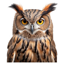 Owl Isolated On Transparent Background . Generative AI