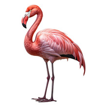 Flamingo Isolated On Transparent Background . Generative AI