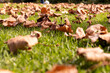 © Wavebreak Media - Close up of autumn brown leaves lying on grass in sunny garden