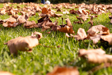 Close Up Of Autumn Brown Leaves Lying On Grass In Sunny Garden