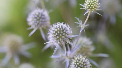 Sticker - Beautiful blue Eryngium flower plants, who are also known as sea holly. A feast for wild bees and insects.