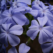 Macro fotografia di fiore di gelsomino azzurro