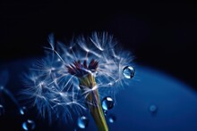 A Drop Of Water On Dandelion On Beautiful Dark Blue Background