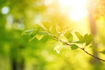 Poster - Beautiful blurred spring summer natural background