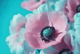 Fototapeta Kwiaty - Gently pink flowers of anemones outdoors in summer spring