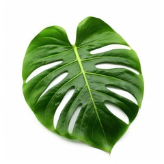 Wall Mural - green leaf of monstera plant isolated on white background